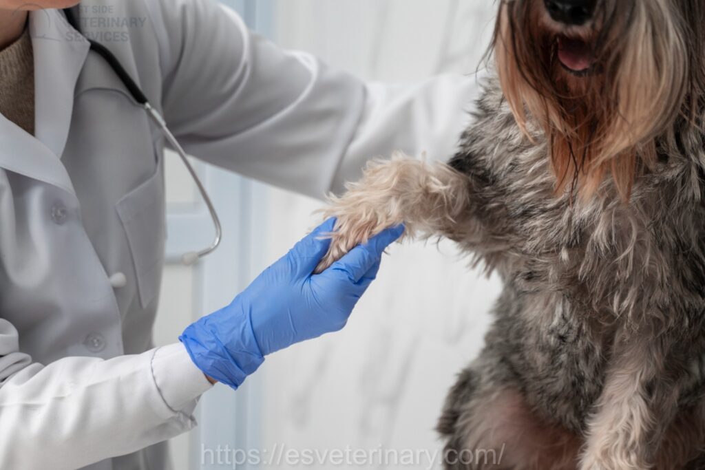 Vet Vaccination In Kingston