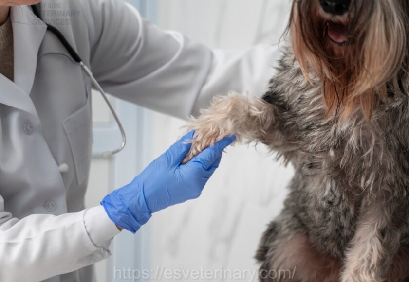 Pet Vaccination Kingston Ontario