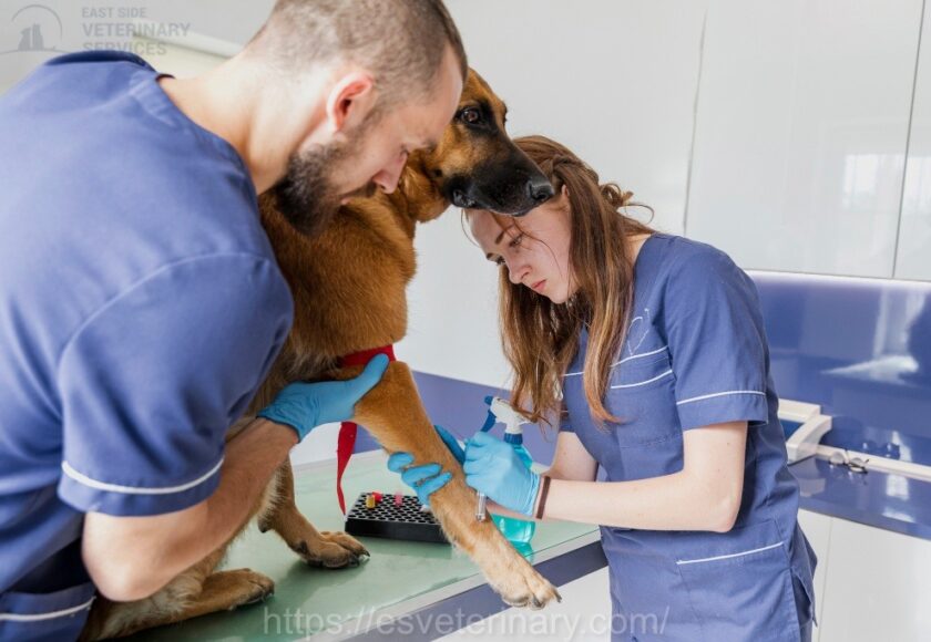 Pet-Laboratory-Kingston