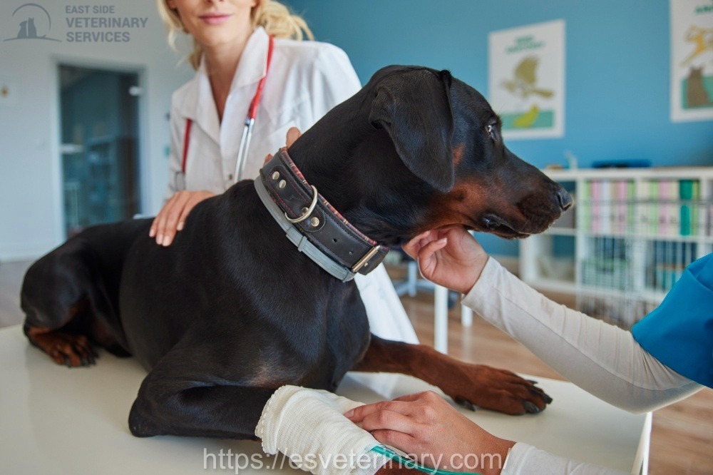 emergency vet services for dogs and cats in Kingston