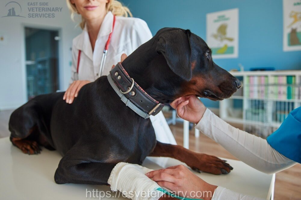 Pet Emergency Care Kingston Ontario: When to See an Emergency Vet Fast