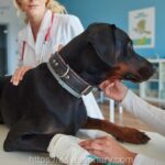 Pet Emergency Care Kingston Ontario: When to See an Emergency Vet Fast