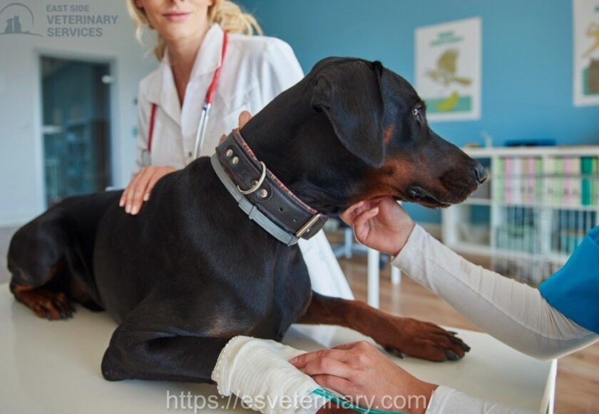 Pet Emergency Care Kingston Ontario: When to See an Emergency Vet Fast