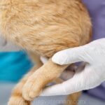 Pet Parasite Control Service in Kingston, Ontario – Eastside Veterinary Services