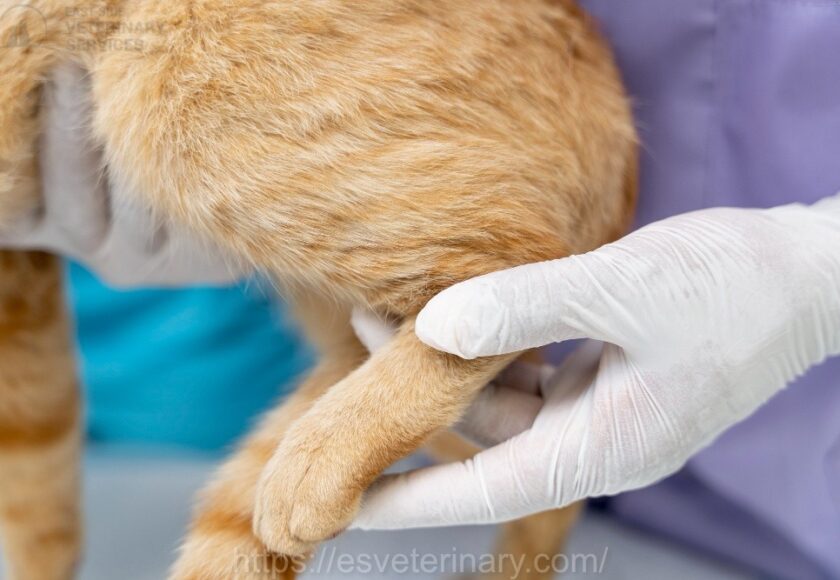 pet-parasite-control-kingston-ontario