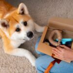 Pet Microchipping in Kingston, Ontario: Why Every Pet Owner Needs to Know This