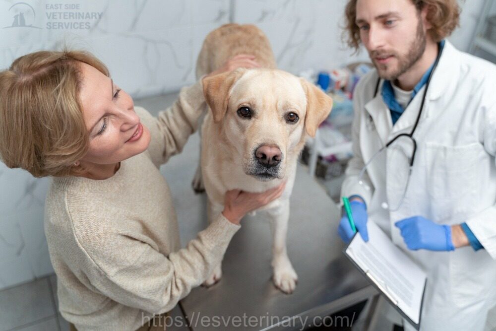 Veterinarian in Kingston examining a pet during annual checkup