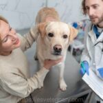 East Side Veterinary Services: Why Annual Wellness Exams Matter for Your Pet
