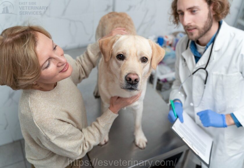 Veterinarian in Kingston examining a pet during annual checkup